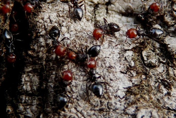 Crematogaster scutellaris: primo piano